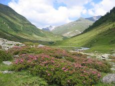 7 Wohlfühltage mit Halbpension und Jesacherhof all inklusive   Unsere Wanderungen sind immer wieder ein Erlebnis und eine Entdeckungsreise auf den Spuren der großartigen Wunder der Natur im Nationalpark Hohe Tauern, lassen Sie sich von den glühenden Almrosen überraschen!