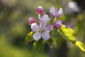 Eröffnungs-Eventwoche