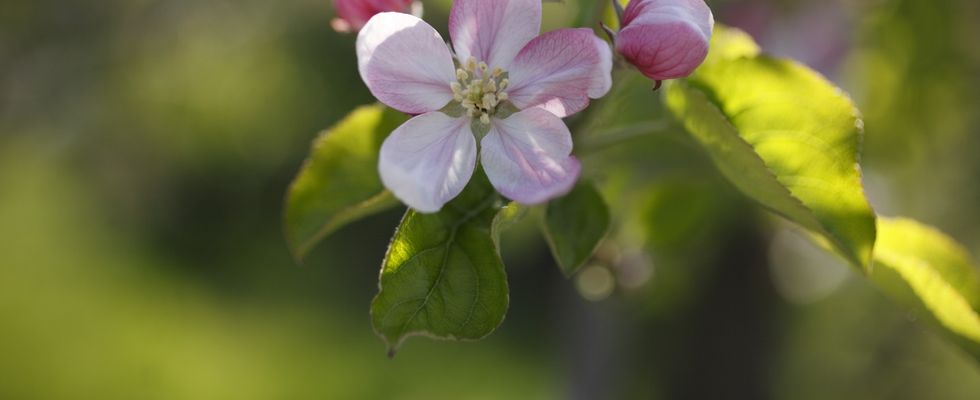 Eröffnungs-Eventwoche