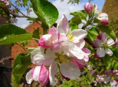 Tutto il profumo della primavera  