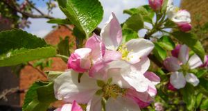 Tutto il profumo della primavera  