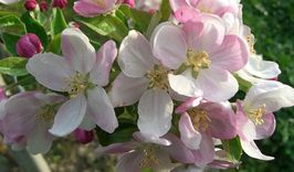 Apple Blossom Week