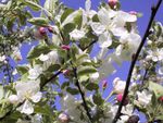 Die Zeit der Apfelblüte ist eine der schönsten im Meraner Land.Die Apfelwiesen verwandeln sich in ein weiß-rosa Meer aus wohlriechenden Blüten und bieten einen fantastischen Anblick für Wanderer und Naturgenießer.