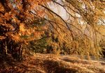 Wellness-Herbstgeflüster
