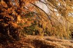 Wellness-Herbstgefl&uuml;ster