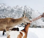 Private Wildtierfütterung