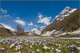 Dalla metà di maggio, in Valle Aurina, quando la fienagione è già in pieno svolgimento, la natura allestisce ogni anno il suo spettacolo d'alta quota. Venite ad ammirare su facili sentieri escursionistici la stupefacente flora alpina dei giardini naturali dei monti Aurini.