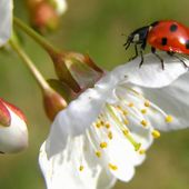 Spring in Salzburg| 2 ÜN