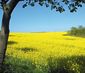 RAPSBLÜTE IN STELLSHAGEN 