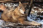 Wolf_S_1.159024.jpg