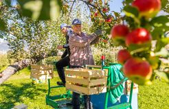 Biohotel Panorama: Apfelernte - Biohotel Panorama, Mals, Vinschgau, Trentino-Südtirol, Italien