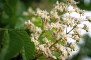 Hormon-Balance-Massage - Sanfte, regulierende Ausgleichsmassage