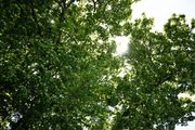 BEMER Physikalische Gefäßtherapie - Zur Stimulation der Mikrozirkulation und Abtransport von Abfallprodukten aus den kleinsten Blutgefäßen.
