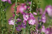 Gesichts-Hals-Dekolléte-Behandlung für den Mann - als reinigende Maske mit weißer Tonerde, Mandel-Seesand, Oliven Reinigungsgel, Intensiv-Serum mit Hyaluronund Aloe Vera.