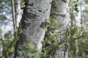 Naturheilpraxis: Körperakupunktur - energetisch ganzheitliche Meridian-Therapie bei Schmerzstörungen und Funktionsstörungen im Körper und Gewebe.