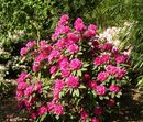 The Alpine Rose Hike in June