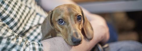 Hund - Ihr wohlerzogener Hund ist uns herzlich willkommen!