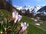 Bergfrühling