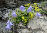 Hochzeit der Alpenflora
