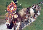 Almabtrieb