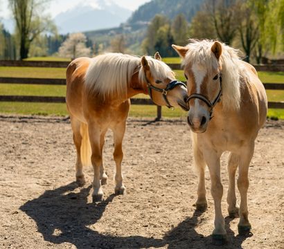 Angebot: REITWOCHE - Quellenhof Luxury Resort Passeier