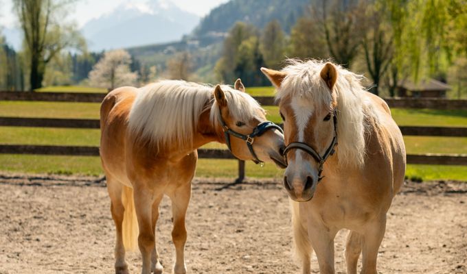 REITWOCHE