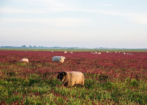 Biohotel Haus am Watt: Schafe im Klee - Haus am Watt, Heringsand, Nordsee, Schleswig-Holstein, Deutschland