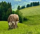 Buchinger Fasten & Wandern im Allgäu mit Carola