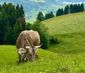 Buchinger Fasten & Wandern im Allgäu mit Carola
