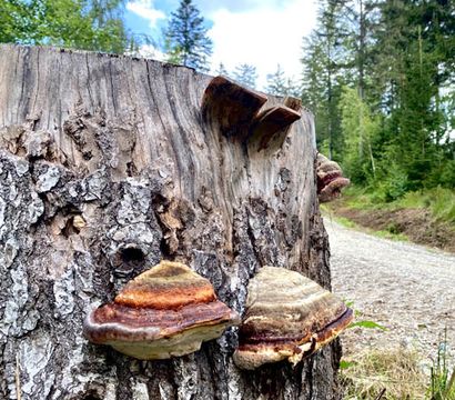 Angebot: Sparwoche 14 - Wellnesshotel Riedlberg 