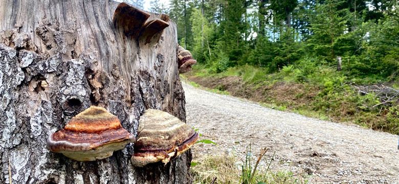 ...das kleine Paradies am Berg! Wellnesshotel Riedlberg : Sparwoche 14