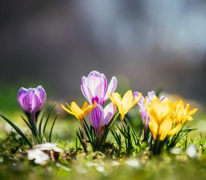 Angebot: Frühling - Zeit zum Aufblühen - Hotel Eibl-Brunner
