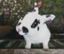 Green Easter Escape
