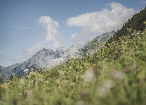 Biohotel Rastbichlhof: Almen mit blühenden Wiesen. Berge mit mäjestätischen Gipfeln - Biohotel Rastbichlhof , Neustift im Stubaital, Tirol, Österreich