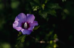 RETTER Bio-Natur-Resort: Garten - RETTER BIO-NATUR-RESORT, Pöllauberg, Steiermark, Österreich