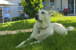 Bio Boutique Hotel Prüm: Urlaub mit Hund - Bio Boutique Hotel Prüm & Yoga Retreats , Brauneberg, Mosel, Rheinland-Pfalz, Deutschland