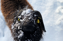 Bio Boutique Hotel Prüm: Urlaub mit Tieren - Bio Boutique Hotel Prüm & Yoga Retreats , Brauneberg, Mosel, Rheinland-Pfalz, Deutschland